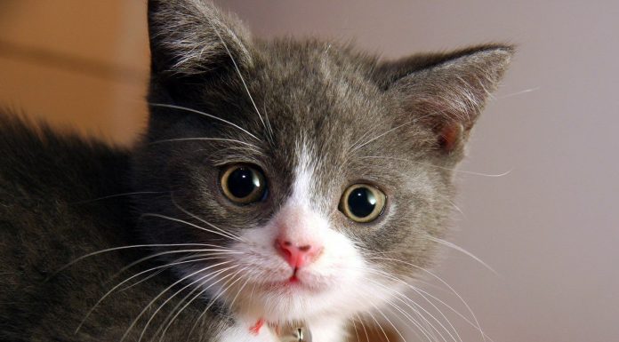 Top animale care provoaca alergii!