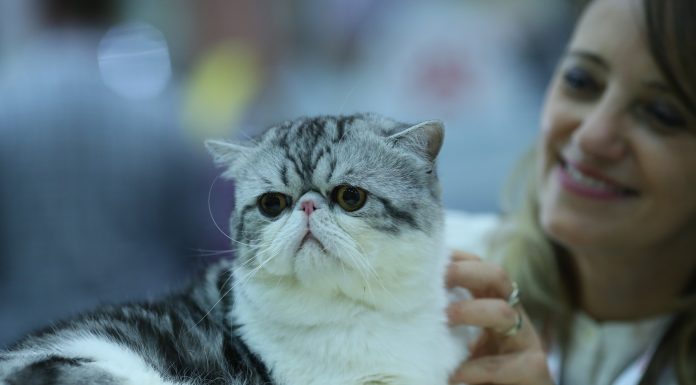 Expozitia felina de toamna SofistiCAT, la Romexpo