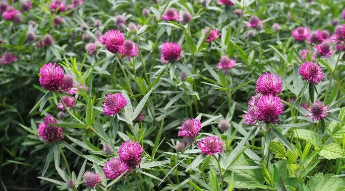 Care sunt beneficiile trifoiului rosu?