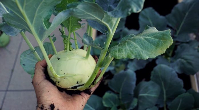Kohlrabi: valoare nutritiva, beneficii si modul de preparare