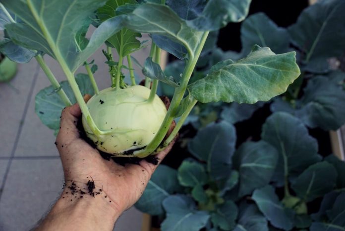 kohlrabi-valoare-nutritiva-beneficii-si-modul-de-preparare.jpg