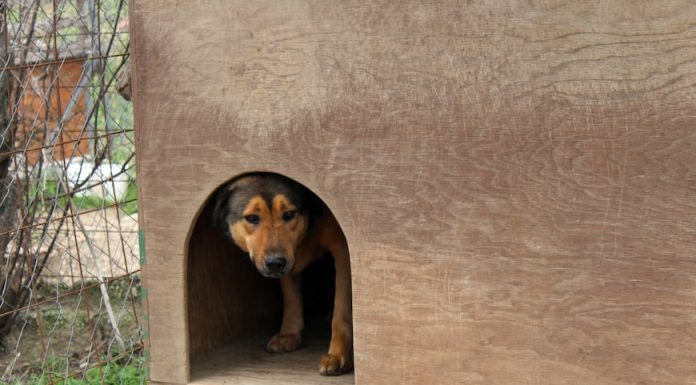 Cum construiești o cușcă pentru câine: unelte necesare